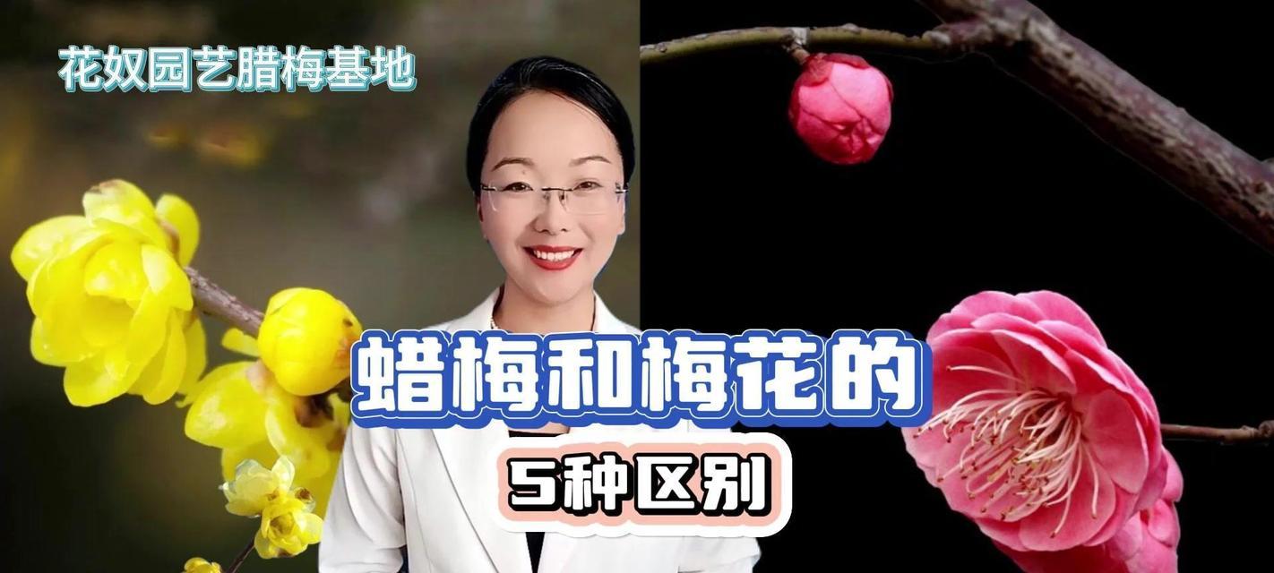 探究腊梅的生长环境和特性（腊梅概述与前言）