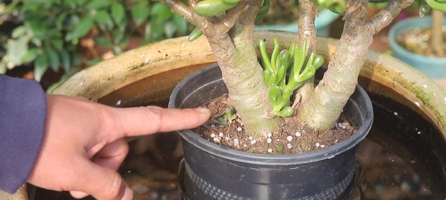 多肉植物的繁殖技巧及水培方法（从水中孕育繁衍，让多肉植物绽放生机）