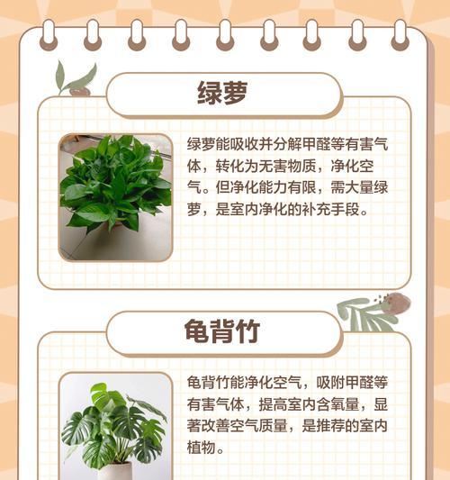 室内植物的营养补给秘籍（培养绿意盎然的室内花园，关键是营养！）