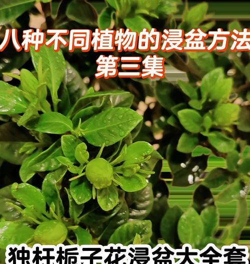 如何处理栀子花冻蔫的方法与技巧（挽救栀子花冻蔫的五个关键步骤）