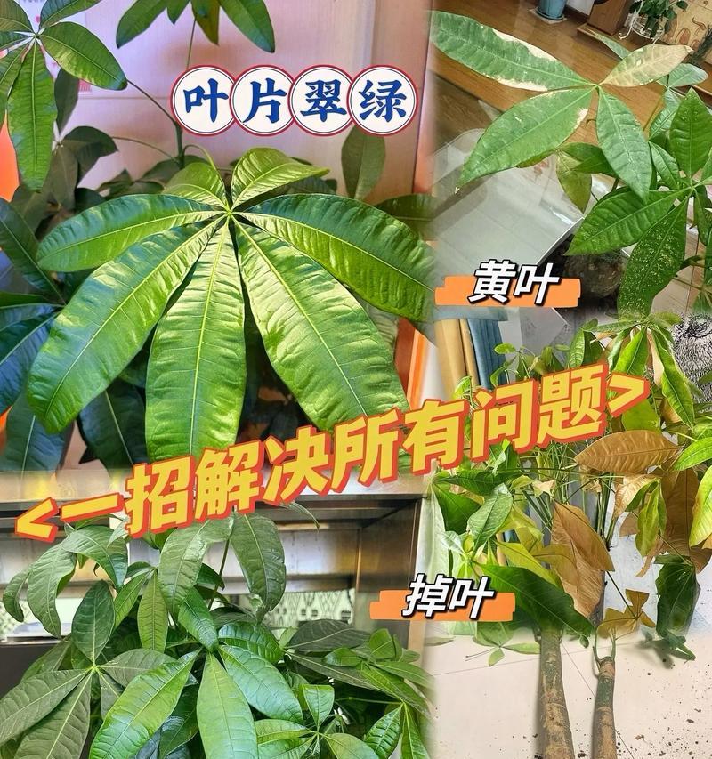 发财树肥料的制作方法（自家制作发财树肥料，让您的植物茁壮生长）
