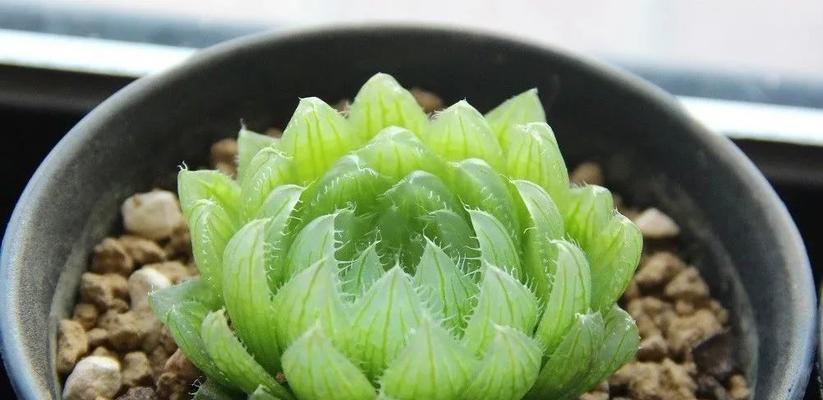 如何养护三角玻璃莲（打造清新水中花园，三角玻璃莲带给你不一样的美）