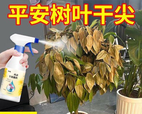 平安树黄叶病的治疗方法（保护平安树健康的关键措施及注意事项）