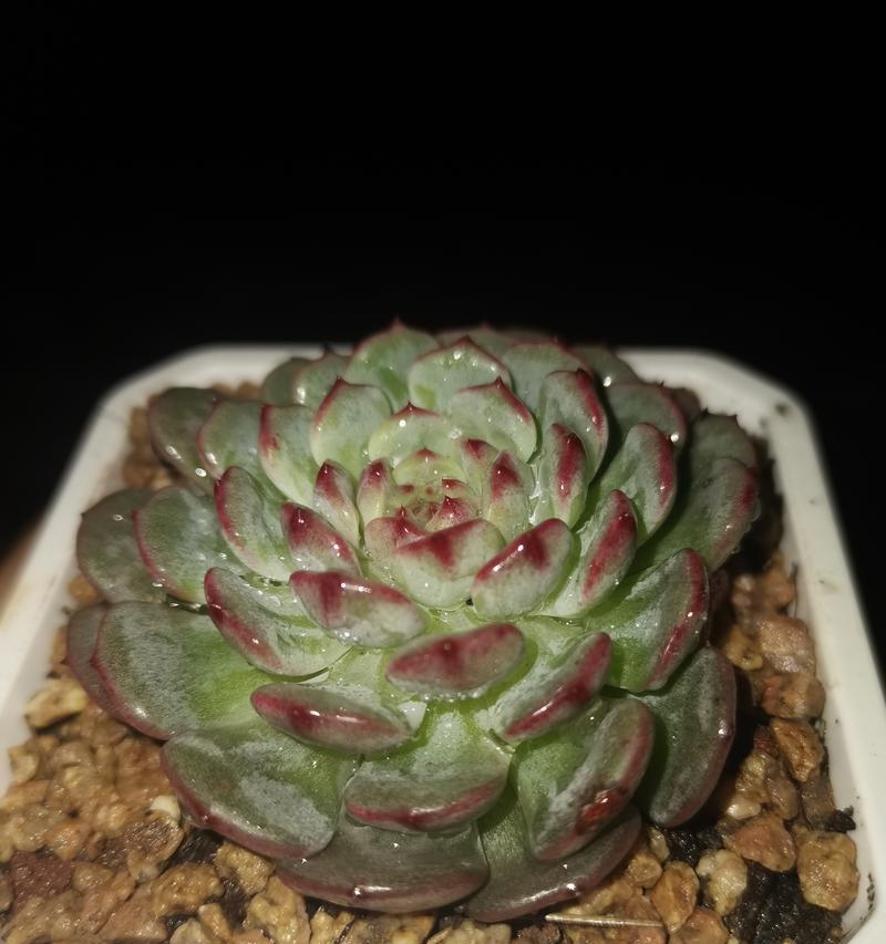 过期啤酒也能帮多肉“喝”上水吗？（多肉爱好者的新生态，啤酒浇灌术）