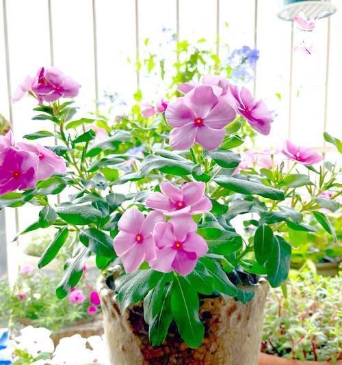 花在冬天（探索保护和照料花卉的方法，让它们在冬天绽放生机）