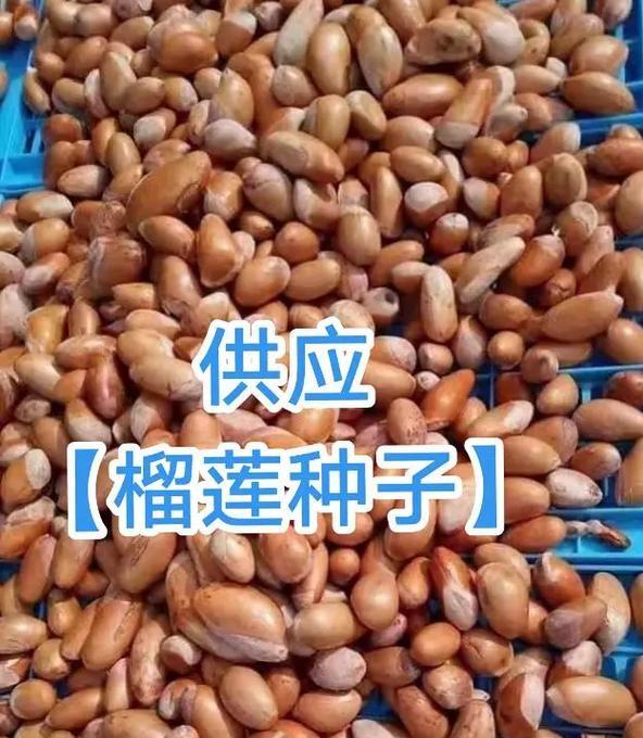 榴莲种子施肥技巧（让榴莲种子茁壮成长的关键）