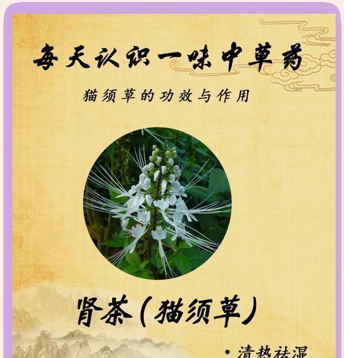 揭秘猫须草真实身份（猫须草的别名和应用价值）
