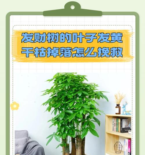 发财树叶子发黄，如何护理？（发财树叶子变黄，探寻原因及解决方法）