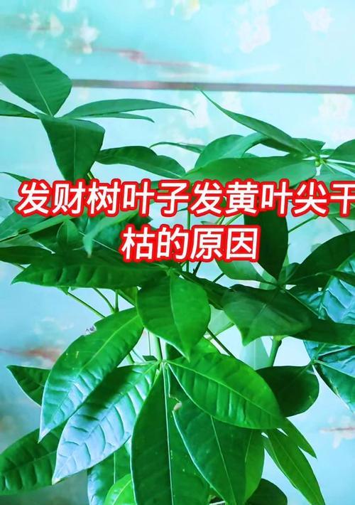 树叶黄的原因及解决办法（探究树叶变黄的原因，分享有效的解决办法）