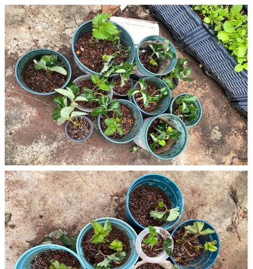 草莓种植技巧之基肥的正确使用方法（提高产量和品质的关键，掌握好基肥施用时机和方式）