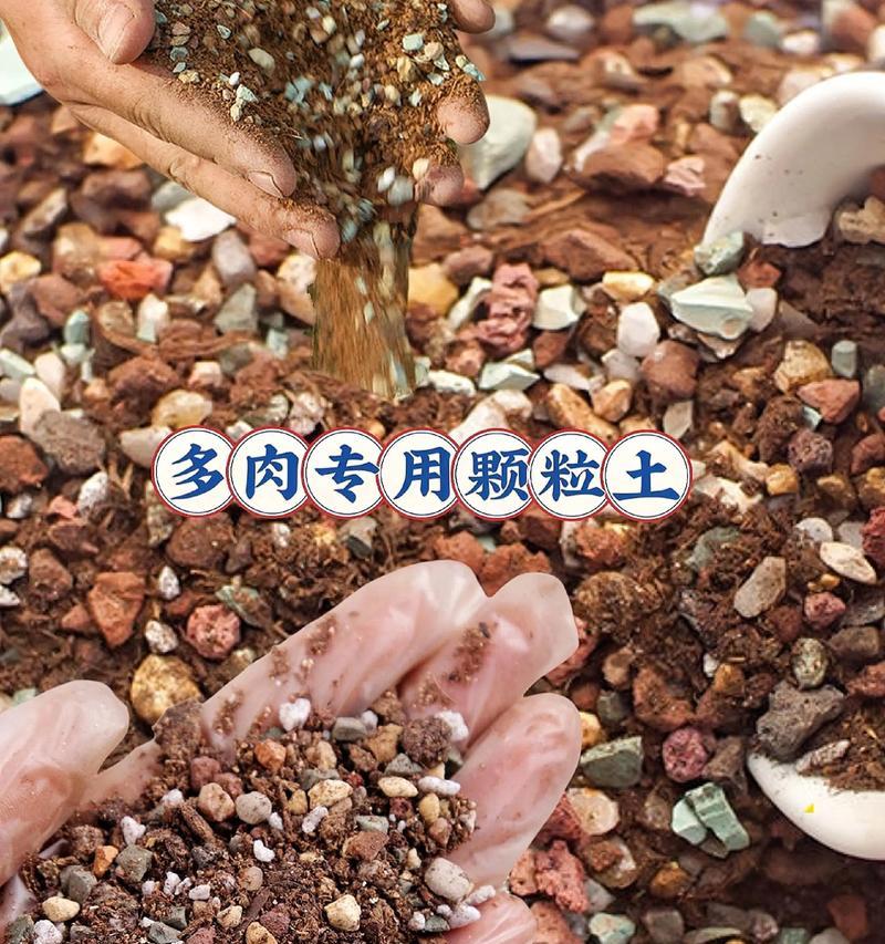如何判断多肉植物是否烂根？（识别多肉植物烂根的关键方法及预防措施）