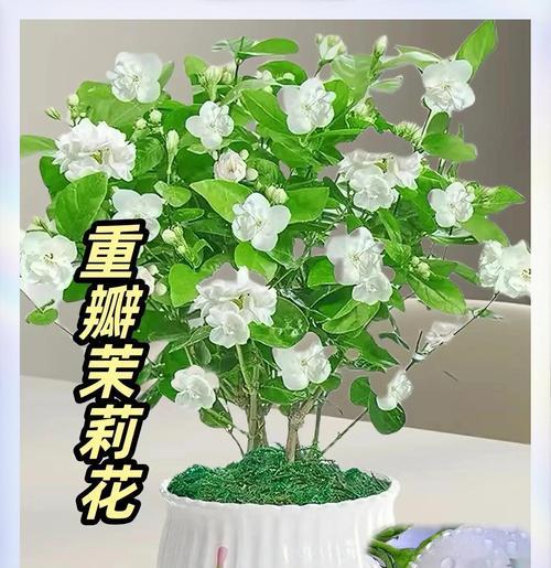 茉莉花压枝技巧与养护知识（学会压枝，打造茉莉花的完美形态）