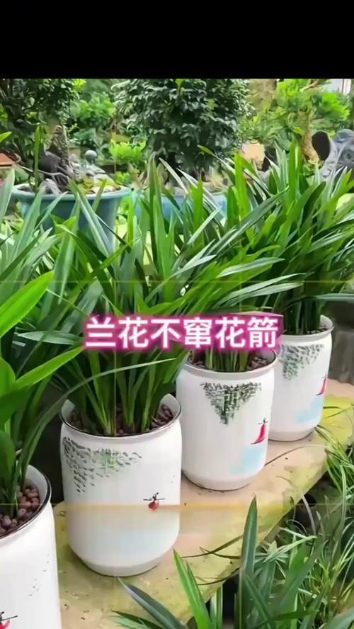 兰草开花前的维护技巧（关键步骤和注意事项，打造迷人的花园）