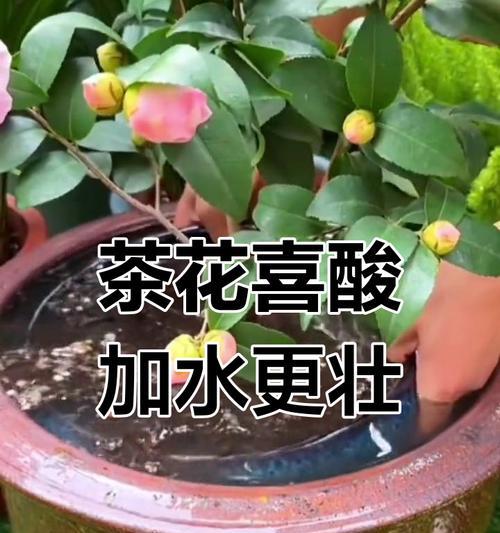 茶花开花期间的科学浇水方法（如何保证茶花在开花期间获得恰到好处的水分）
