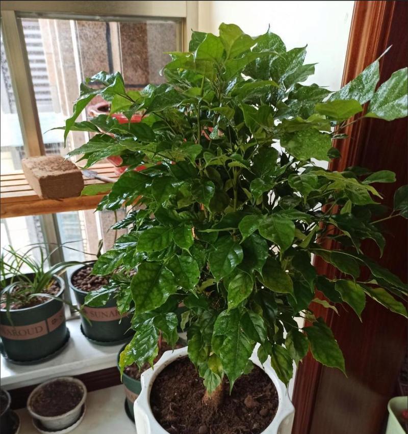 如何使幸福树在室外茂盛生长（养护方法、）