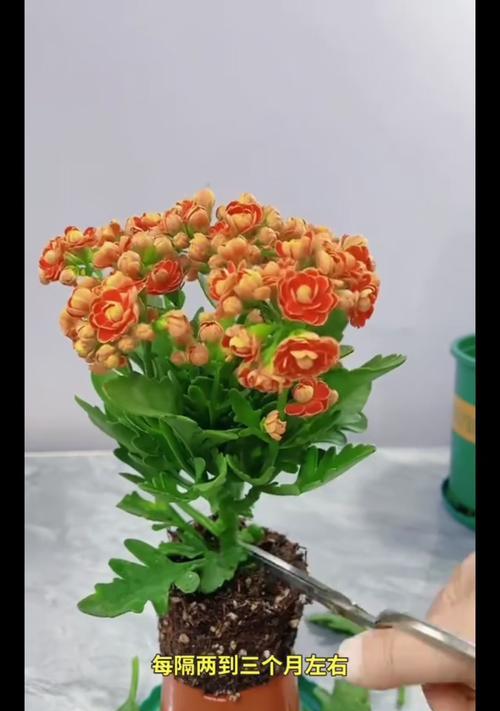 长寿花花苞的干剪方法及注意事项（保持长寿花的花苞美丽的关键技巧）