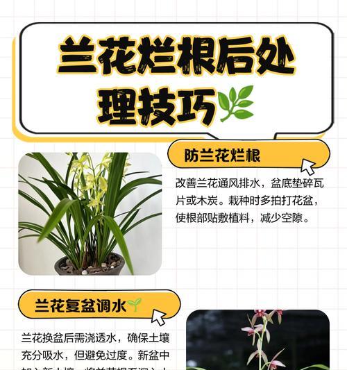 以烂根怎么养可以促新根——打造强壮的植物根系（培养新根，让植物更健康！）