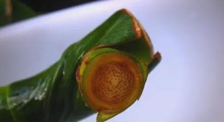如何修剪过高的转运竹（简单方法让转运竹焕发新生机）