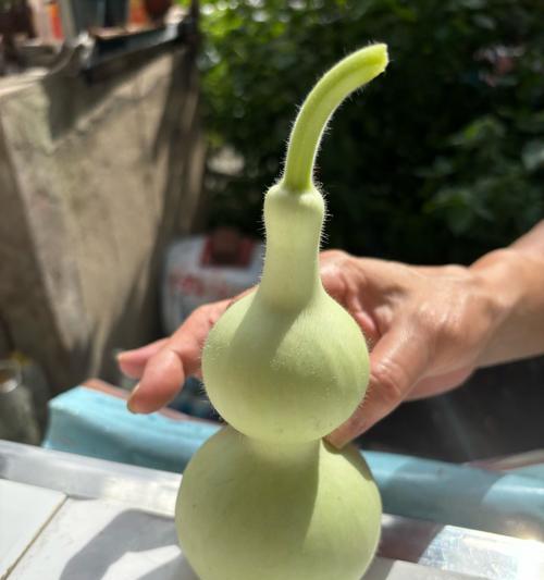 以摘得葫芦怎么晾干（传统晾晒方法及其重要性）
