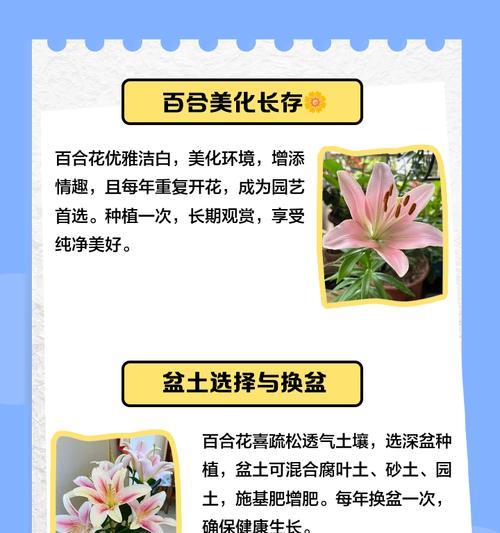 百合的养护技巧与方法（打造盛开绚烂的百合花园）