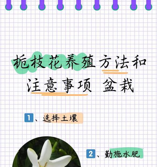 栀子花怎么应对户外下雨（保护栀子花健康成长的有效方法）