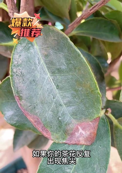 茶花叶子的异变之谜（为何茶花的叶子不再生长）
