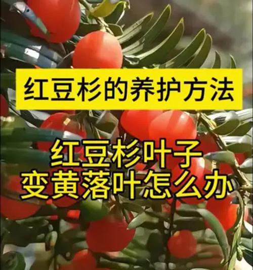 红豆杉叶子发黄掉落的原因及解决方法（探究红豆杉叶子发黄掉落的原因以及应对之策）