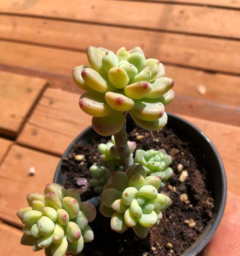 多肉植物烂掉了怎么办？（救救我的多肉！如何处理多肉植物腐烂的情况？）