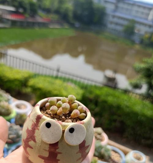 如何解决肉肉土壤的酸度问题（有效调节土壤酸碱平衡，提高农作物生长质量）