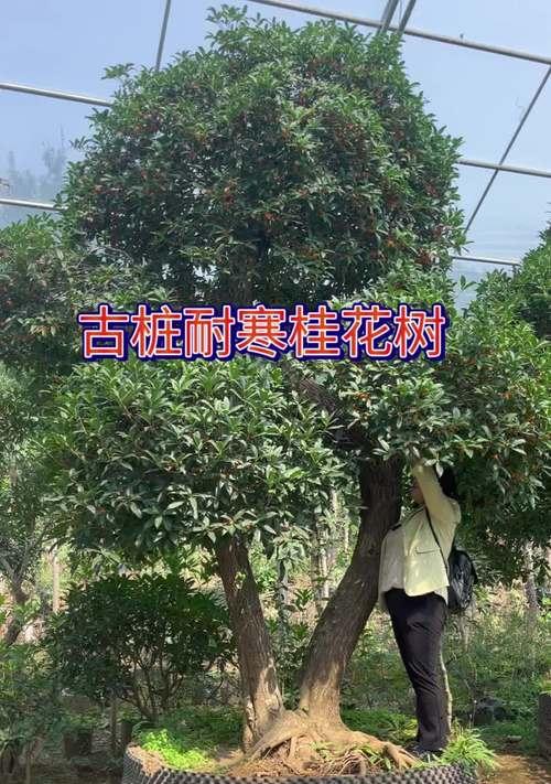 桂花嫁接（探寻桂花嫁接技术的奥秘与精妙）