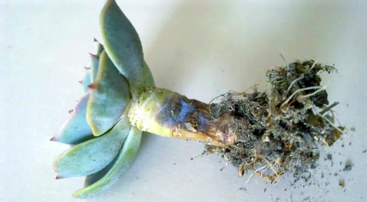 彩虹多肉的黑腐问题及解决方法（彩虹多肉黑腐的症状、原因及预防措施）