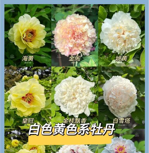 牡丹花叶子为何变黄？（探究牡丹花叶子变黄的原因及解决方法）