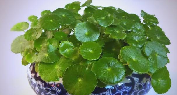 铜钱草发黄怎么办？（水培铜钱草发黄的原因及解决方法）