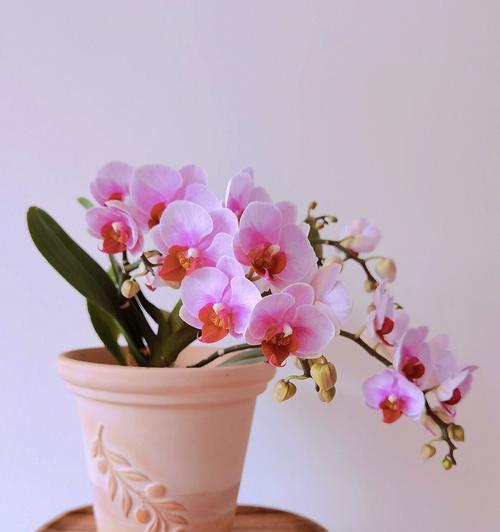 如何选择适合蝴蝶兰的花盆？（美观与实用并重，选择合适的花盆让蝴蝶兰更加健康茁壮）