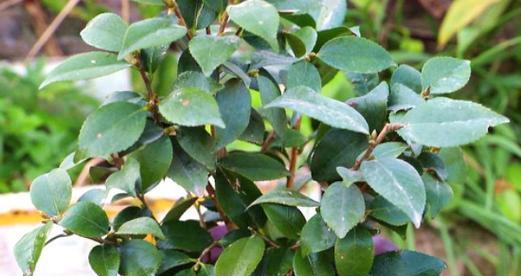 昙花叶子干焦怎么办？（如何修复昙花叶子干焦情况下的植物健康）