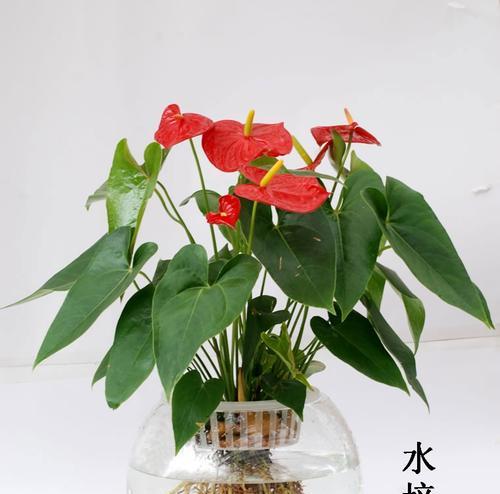 红掌花的养殖技巧及注意事项（打造盛开如火的红掌花园，）