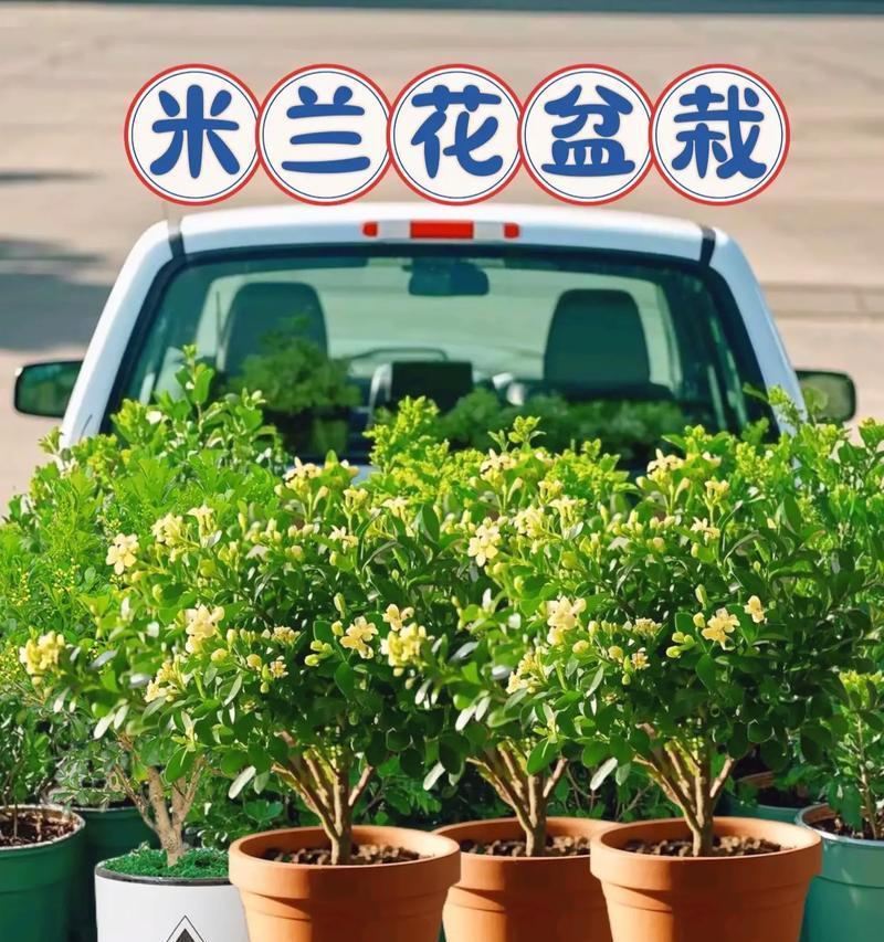 冬天怎么给米兰花换土？（保证米兰花健康成长的土壤换血方法！）
