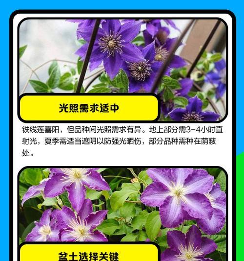 如何正确修剪卡娜瓦铁线莲以促进生长和美化花园（掌握卡娜瓦铁线莲修剪技巧，打造迷人花园）