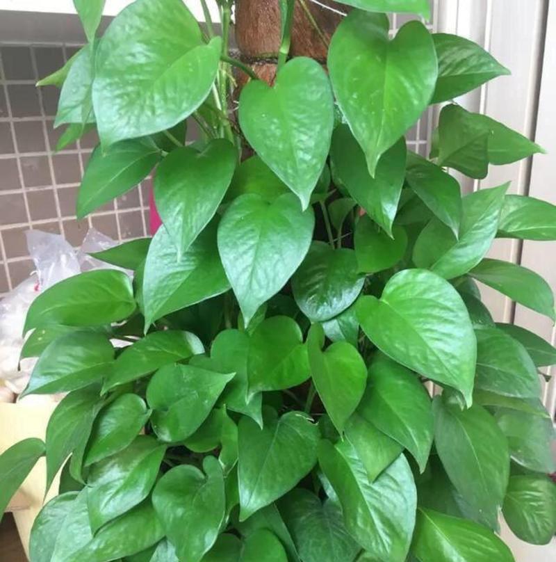 绿萝换盆后的养护与浇水方法（详解绿萝换盆后的浇水技巧及注意事项）
