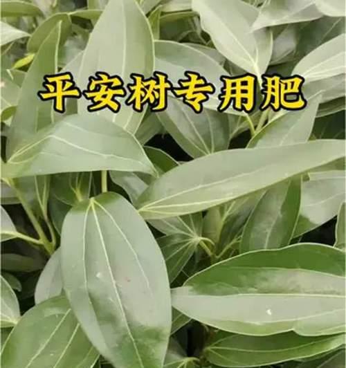 平安树叶子干枯的救治方法（如何救治干枯的平安树叶子？干燥、病害和养护都需注意！）