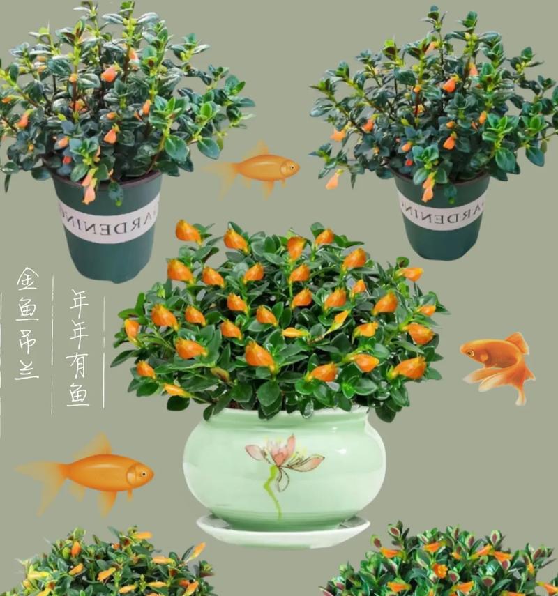 金鱼秋冬养护指南（金鱼如何度过寒冷的秋冬季节，）