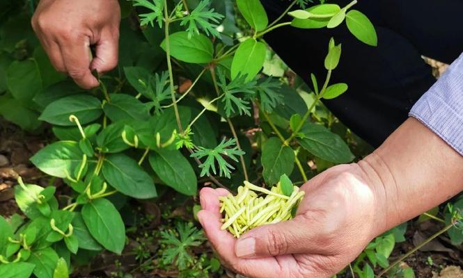 金银花的养护与浇水方法
