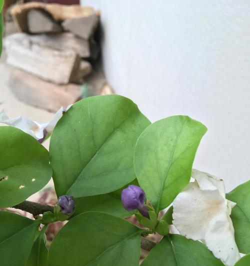 解决双色茉莉不开花的方法（探讨双色茉莉不开花原因及对策）
