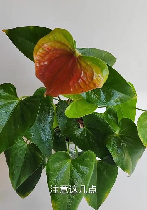 《红掌花开完了怎么养》（室内红掌花养护指南）