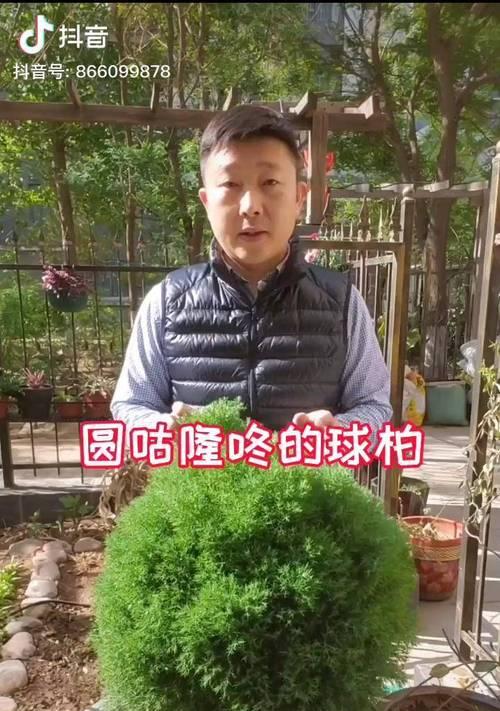 以球松养殖方法（了解如何成功养殖以球松）