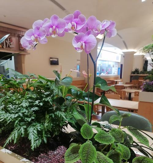 什么是喜水植物？为何蝴蝶兰被认为是喜水植物？