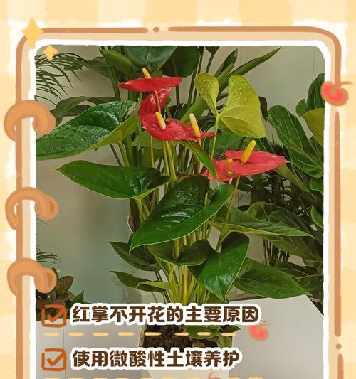 红掌叶为何不红（探究红掌叶变色原因与解决方法）