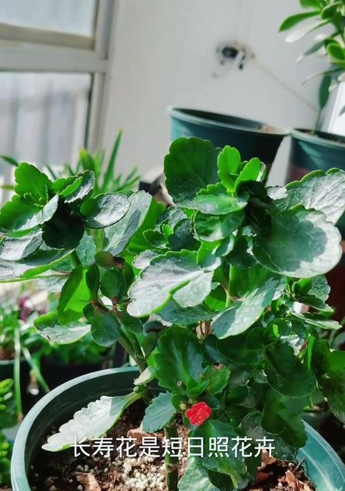 长寿植物不开花还长杆，如何处理？（探索解决长寿植物不开花并促进生长的方法）