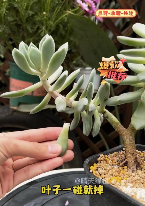 多肉植物养护指南（探索多肉植物的神奇生命力与养护技巧）