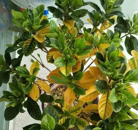 栀子花枯叶之谜（揭开栀子花枯叶背后的原因与解决方法）